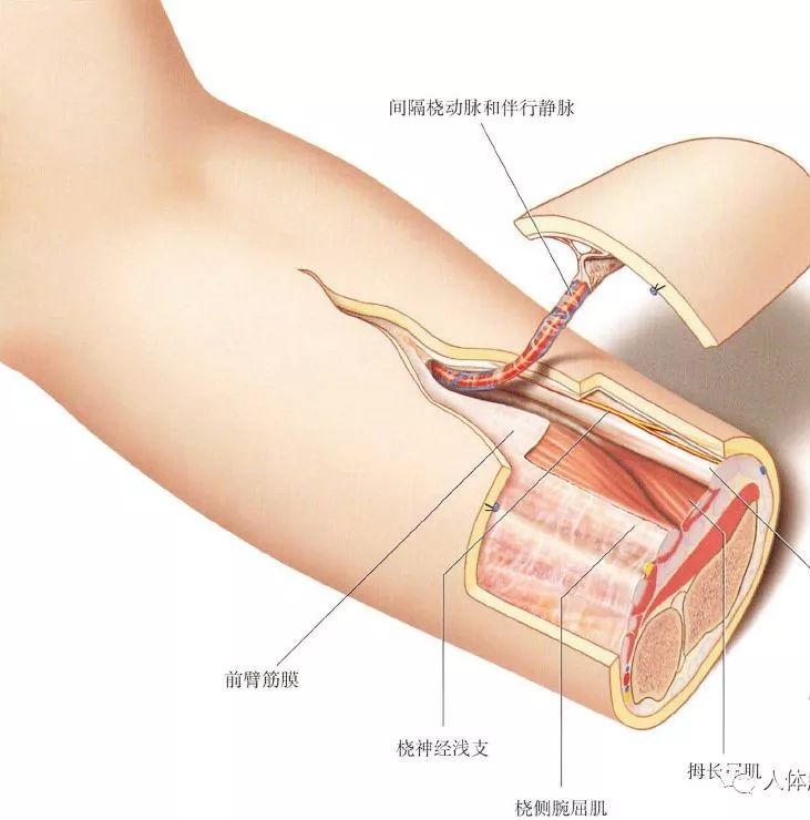 前臂桡侧浅筋膜皮瓣 筋膜上切取 疼痛微创技术交流 微信公众号文章阅读 Wemp