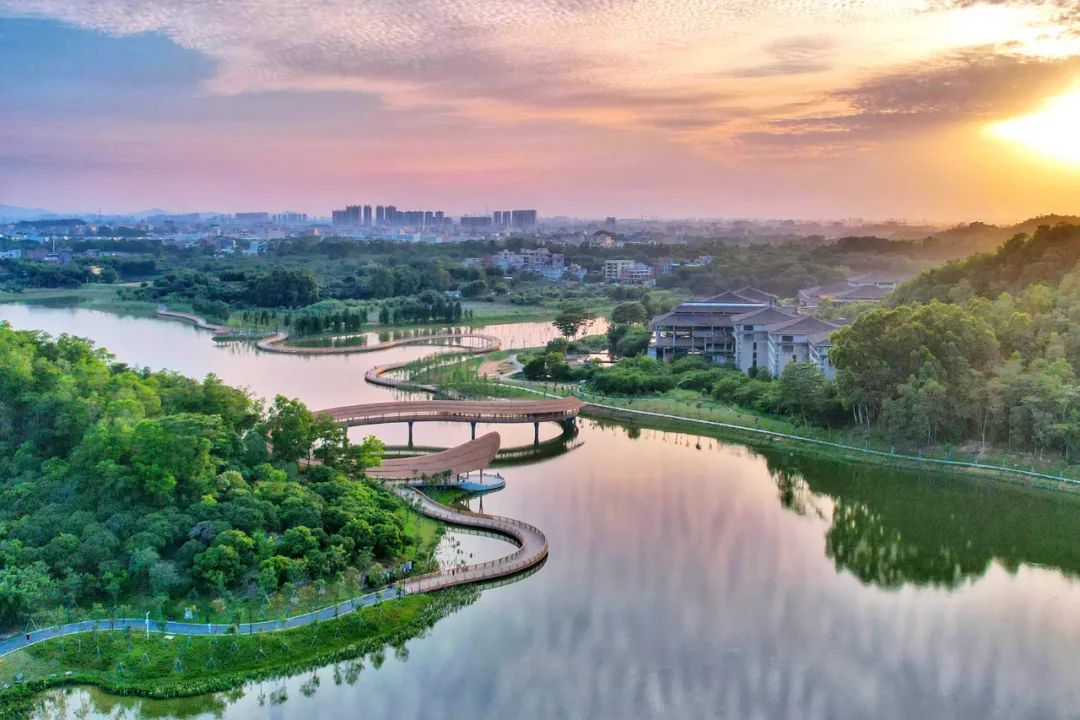 东莞东清湖湿地公园成为鸟类理想的栖息地