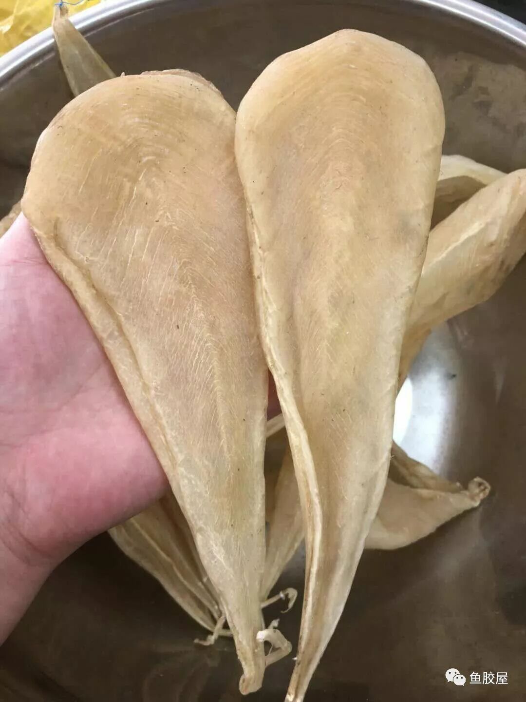 收集鱼胶花胶的种类大全值得收藏 鱼胶屋 微信公众号文章阅读 Wemp