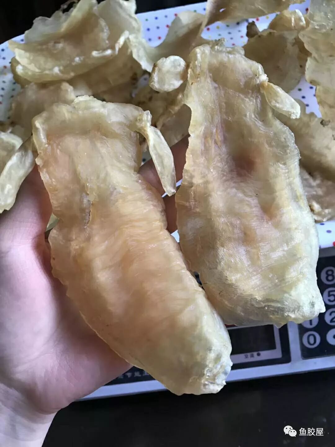 收集鱼胶花胶的种类大全值得收藏 鱼胶屋 微信公众号文章阅读 Wemp