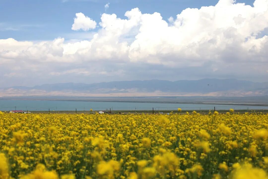 Qinghai Lake - Turquoise water with blooming rapeseed flowers