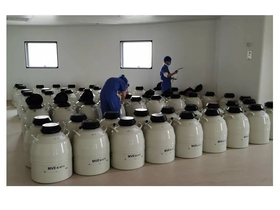 胚胎冷冻费用怎么算的_冷冻胚胎贵吗_冷冻胚胎收费标准