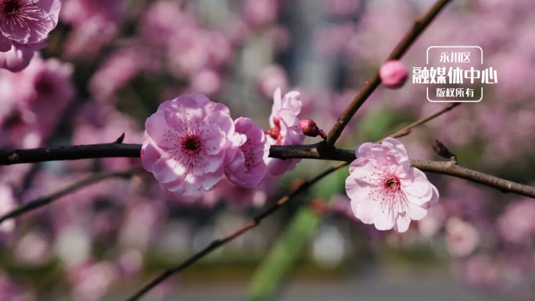 怎么也飞不出永川这花花的世界