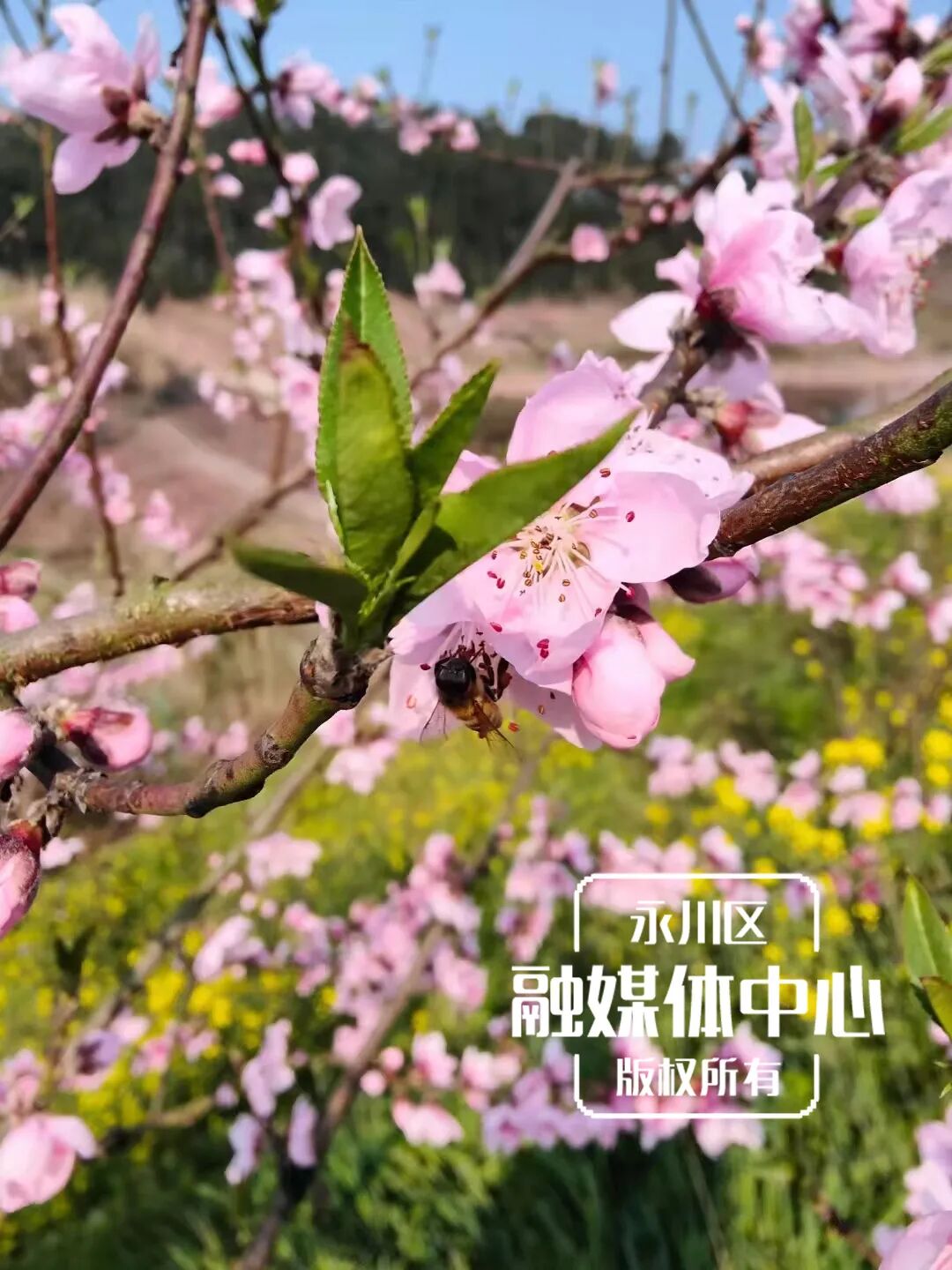 怎么也飞不出永川这花花的世界