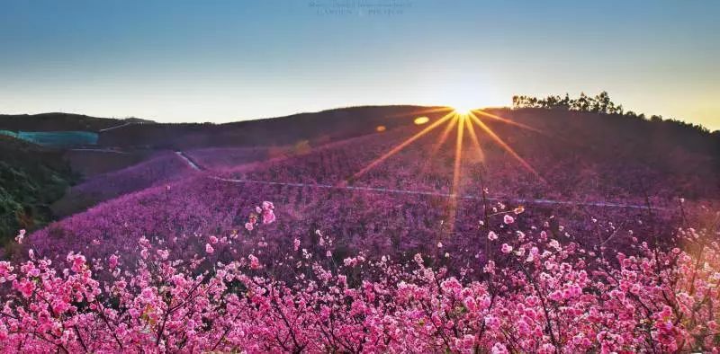 美爆了！3800亩樱花开了，宜良山后樱花谷等你来！