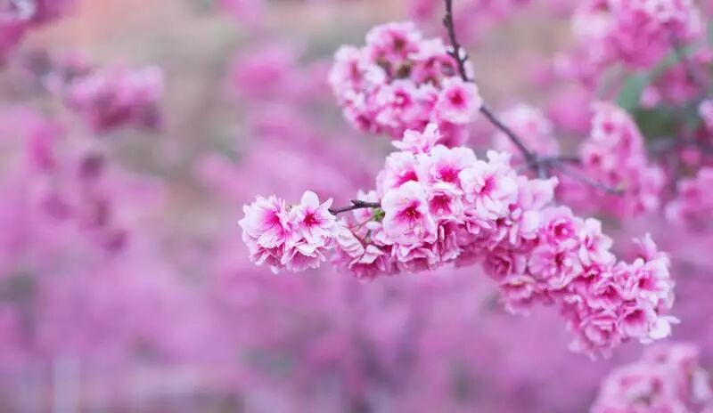 美爆了！3800亩樱花开了，宜良山后樱花谷等你来！