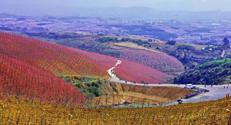 美爆了！3800亩樱花开了，宜良山后樱花谷等你来！