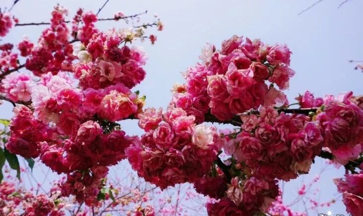 美爆了！3800亩樱花开了，宜良山后樱花谷等你来！