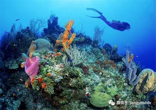 如遇大雨或颱風天氣導致不能出海,出海一日遊則改為yangbay森林公園一