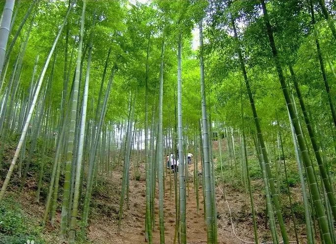 自駕3小時！春節假期就去蘇州周邊這35個好玩景點 旅遊 第18張