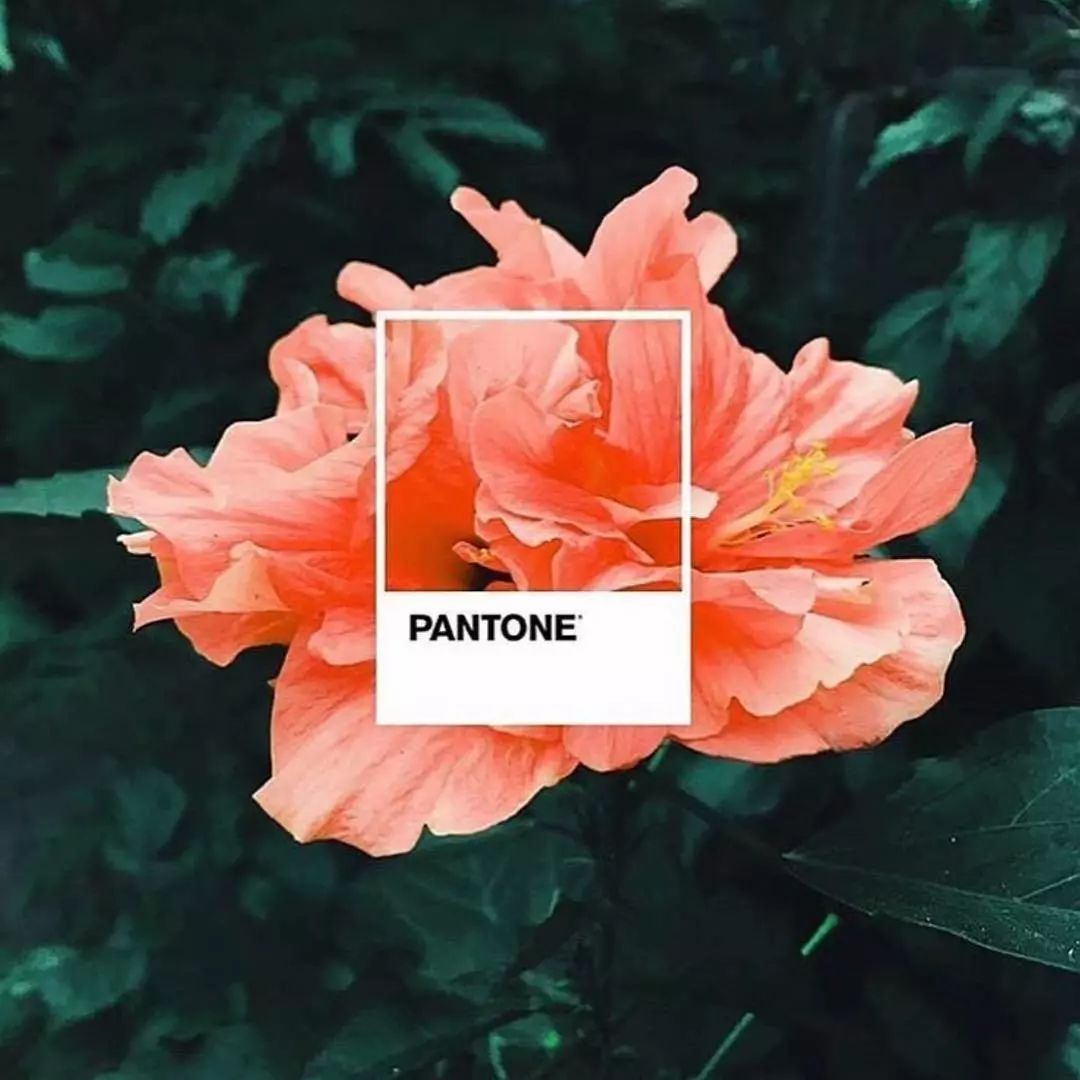 Pantone發布了年度流行色 - 2019，真的成了錦鯉年 時尚 第8張