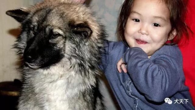 俄罗斯三岁女生和爱犬失踪，三周后小狗一个人咬