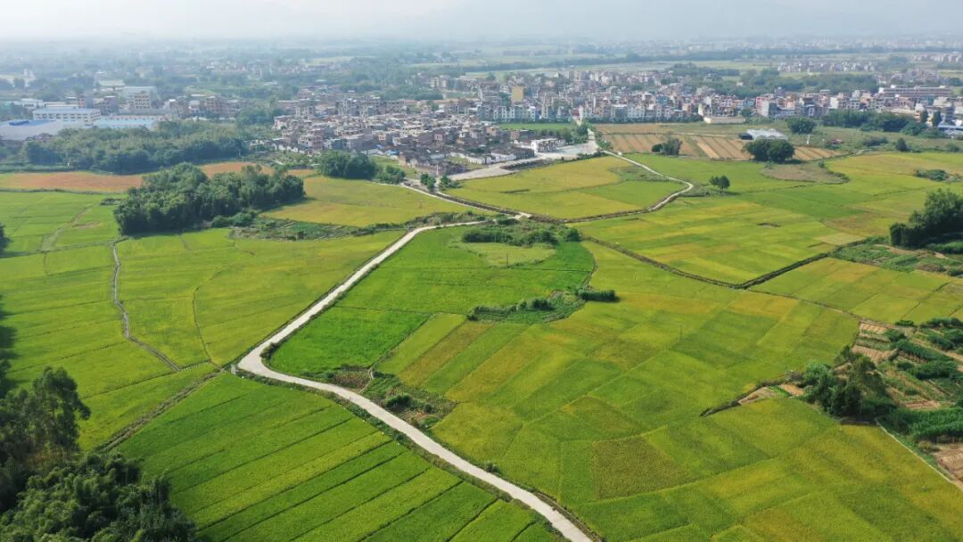 怀集32万亩晚稻总产量稳中有增