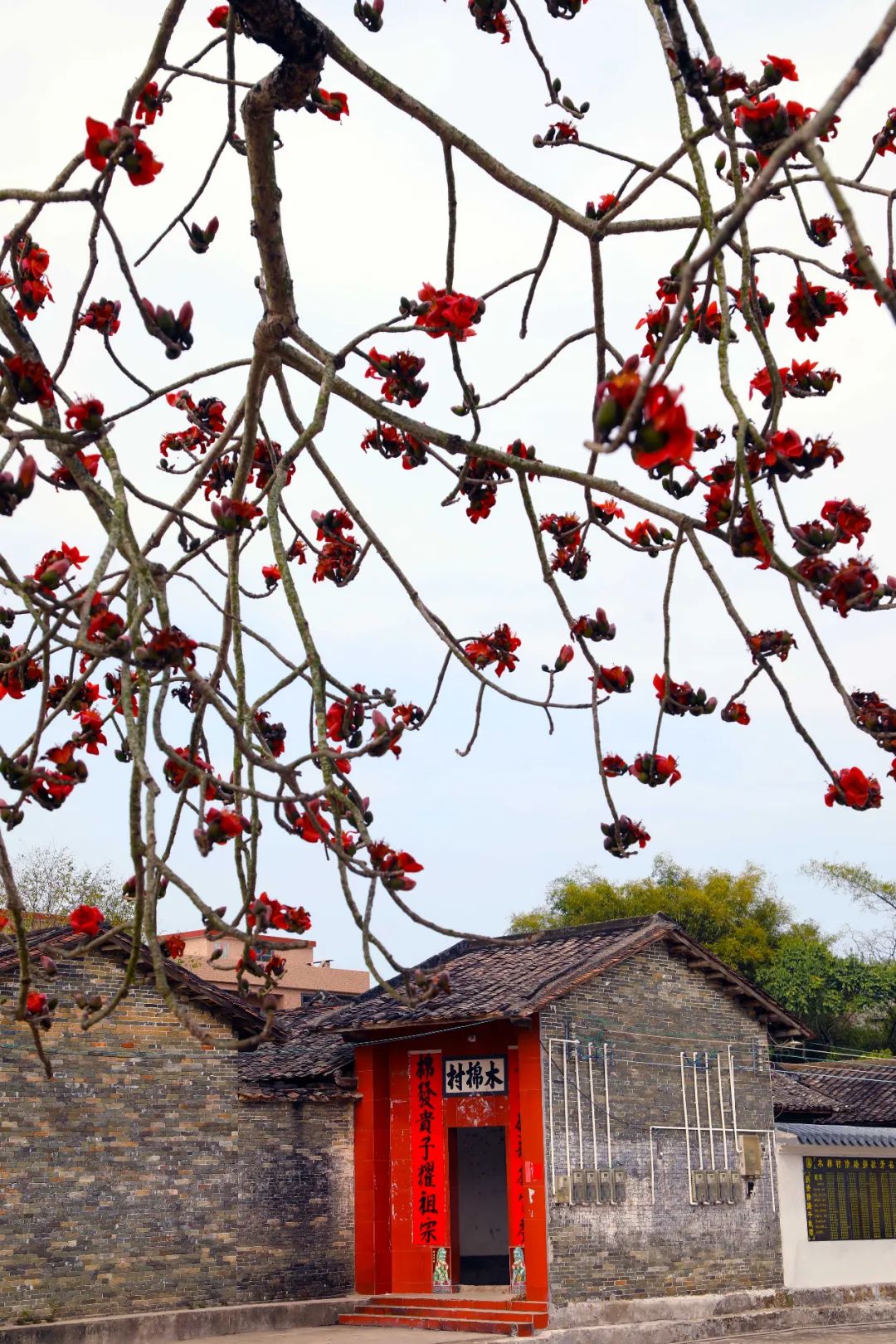 怀集木棉村的木棉树开花了.
