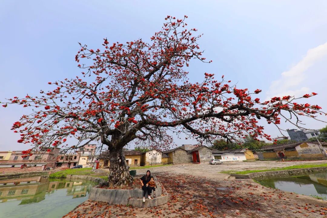 怀集木棉村的木棉树开花了.