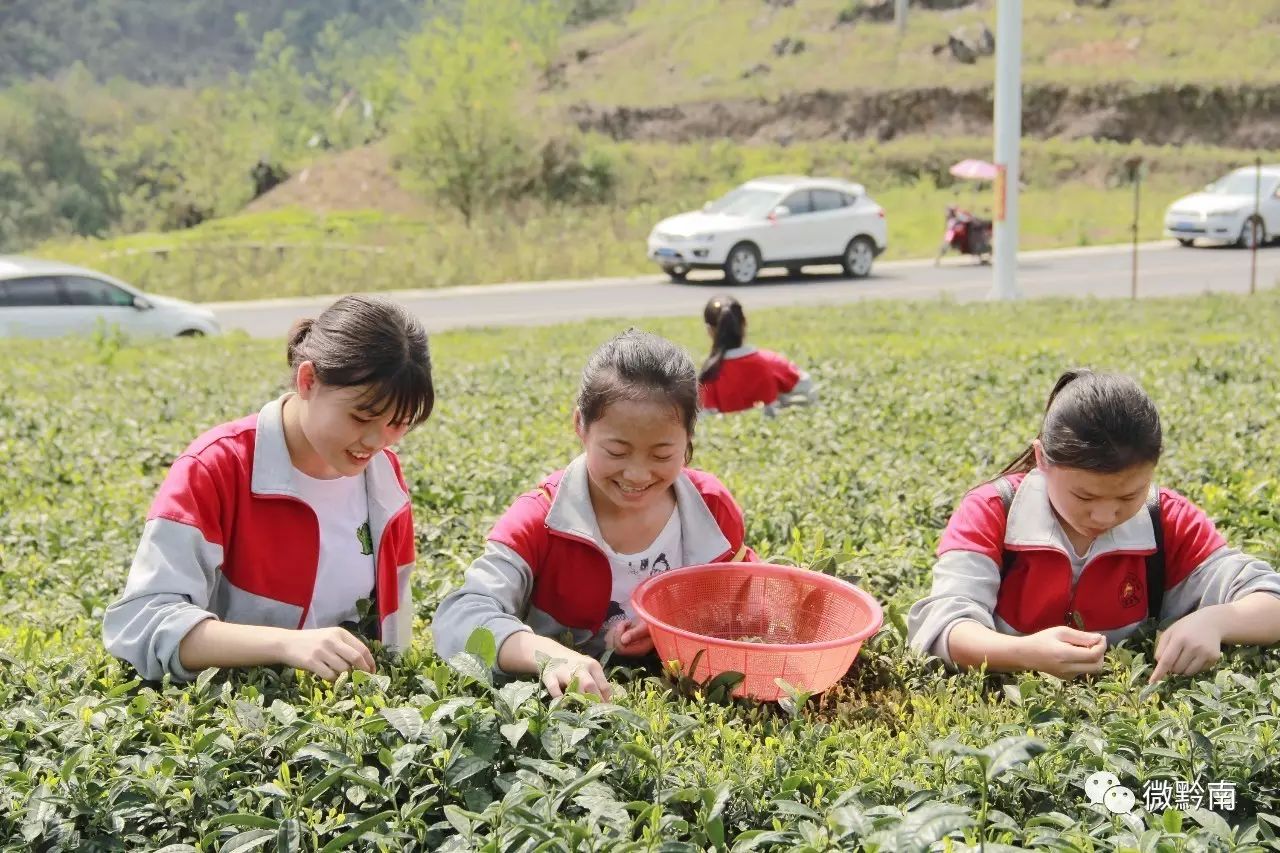 【黔南事兒】羅甸上隆茶場迎來特殊