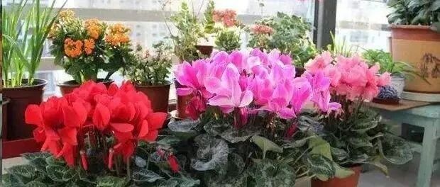 10种洋气花，秋凉会“苏醒”，“勤水、多粮”是上策，别弄反了