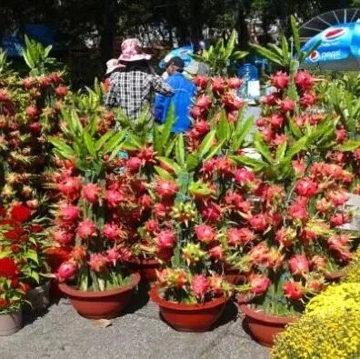 吃火龙果留一点“果肉”，洗净埋土里，7天发芽，来年会有惊喜！