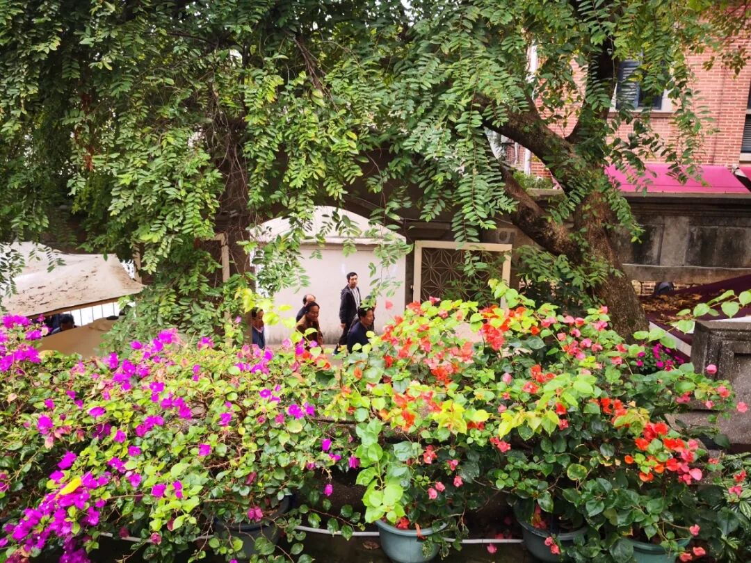 鼓浪屿在哪里个城市_鼓浪屿_鼓浪屿码头的区别鼓浪屿地图