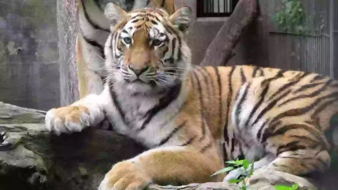 动物园要求人们捐赠不想要的宠物来喂养它的掠食者