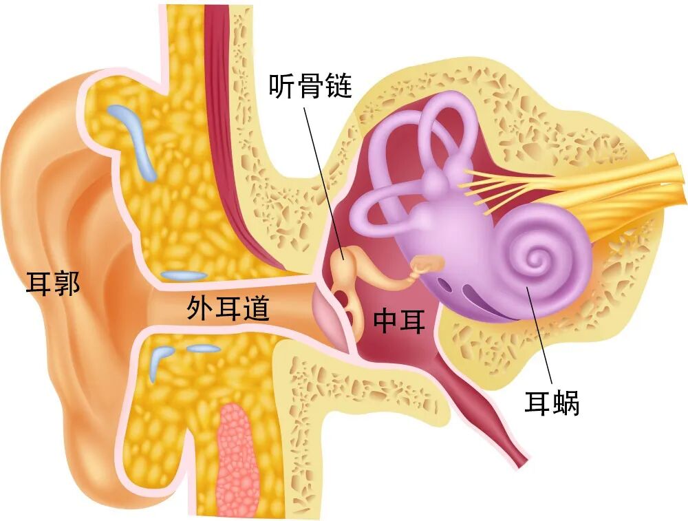 听力AC为什么0什么？我的听力已经提早“退休”了？_https://www.jmylbn.com_新闻资讯_第4张