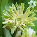 包月鲜花69元/4束‼️2款夏日新品主题花首发