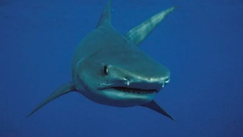 恐怖！ 西澳海滩2米鲨鱼袭人，假期冲浪需当心（组图） - 3