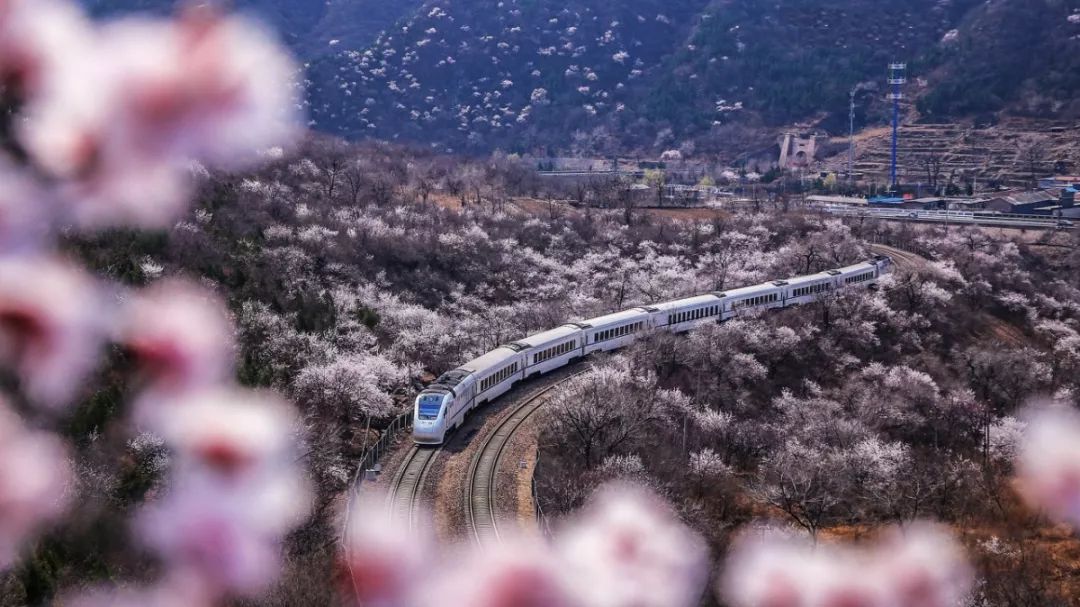 太美了！北京這趟開往春天的小火車已經出發！是時候安排上！ 旅遊 第7張