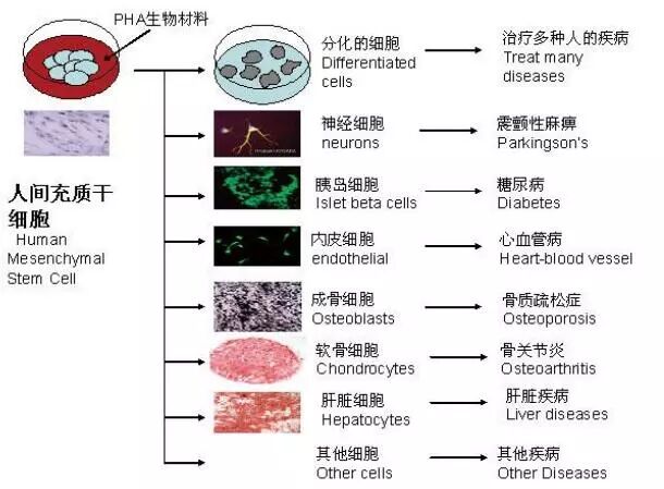 胚胎干细胞(embryonic stem cell):胚胎干细胞是一种高度未分化细胞