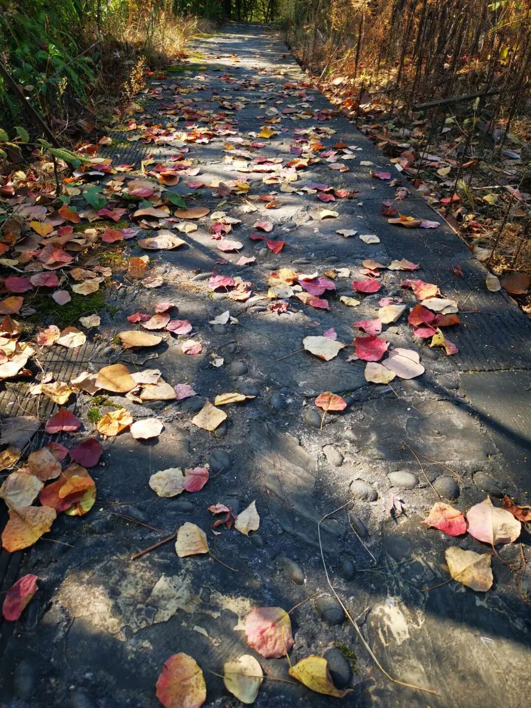 活期存款能否作为质押标的？_搜狐网