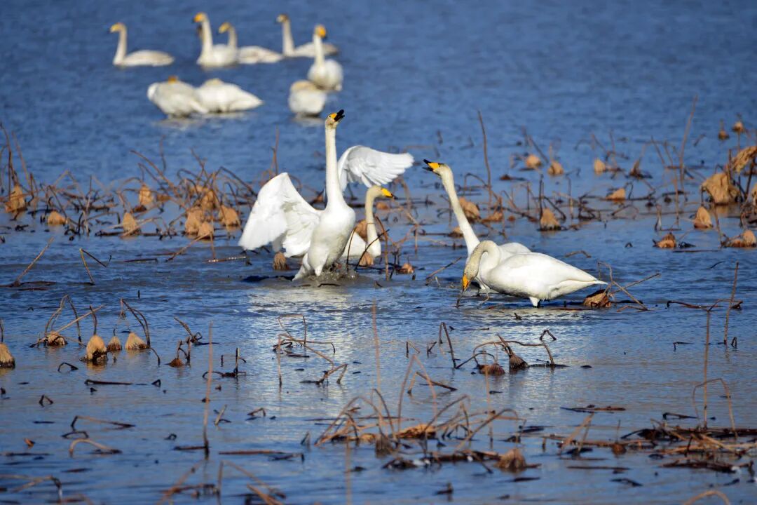运城两大景区天鹅已至诗情画意只为等你