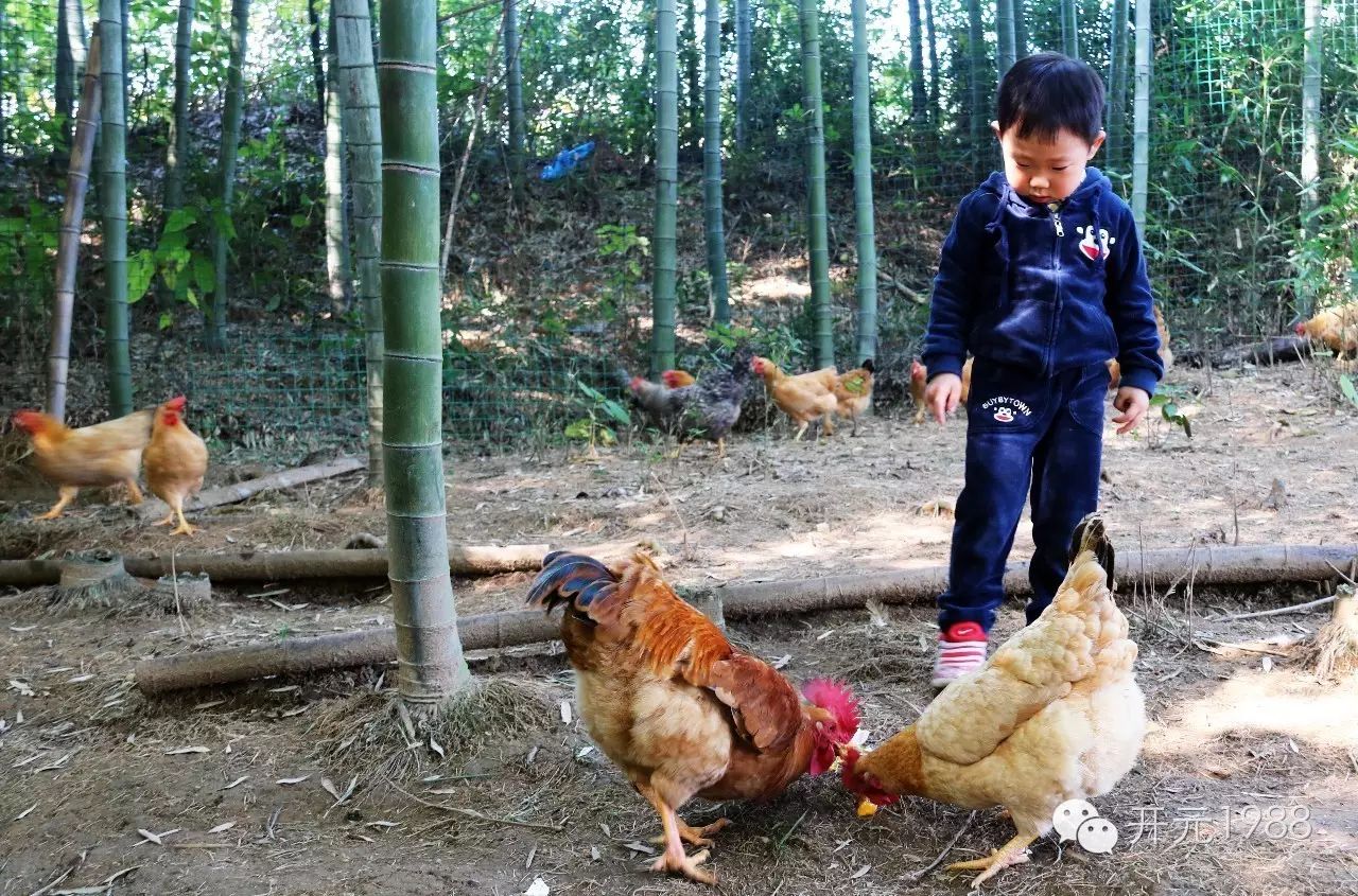 和農場上的小動物一起玩耍,去田野裡挖幾塊紅薯,也許你都很久沒有和