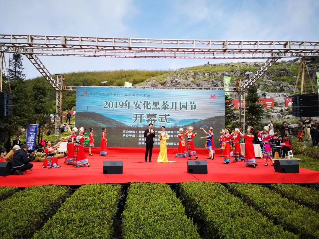 2019安化黑茶开园节昨日启幕，安化35万亩茶园全面开采