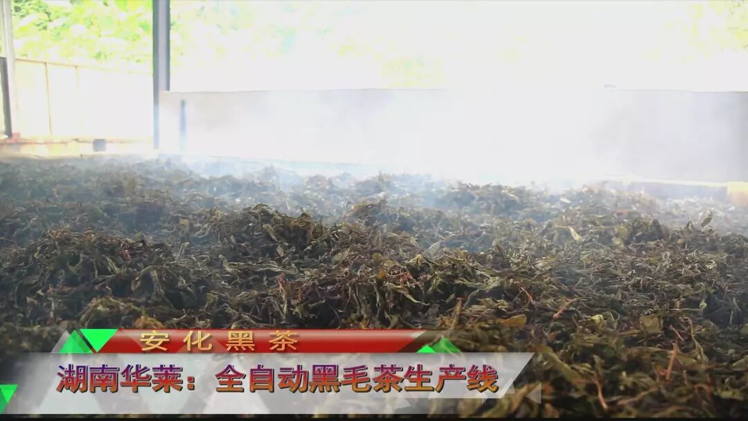 湖南华莱太棒啦！全自动化黑毛茶生产线，震撼你的双眼