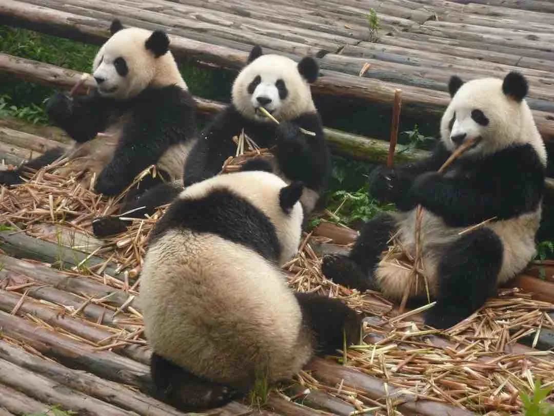 迅雷下载 如何更好的学习性生活_熊猫的习性_大熊猫生活习性