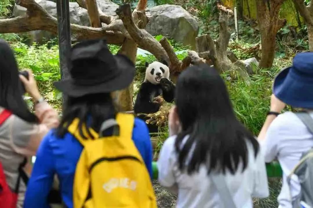 迅雷下载 如何更好的学习性生活_大熊猫生活习性_熊猫的习性