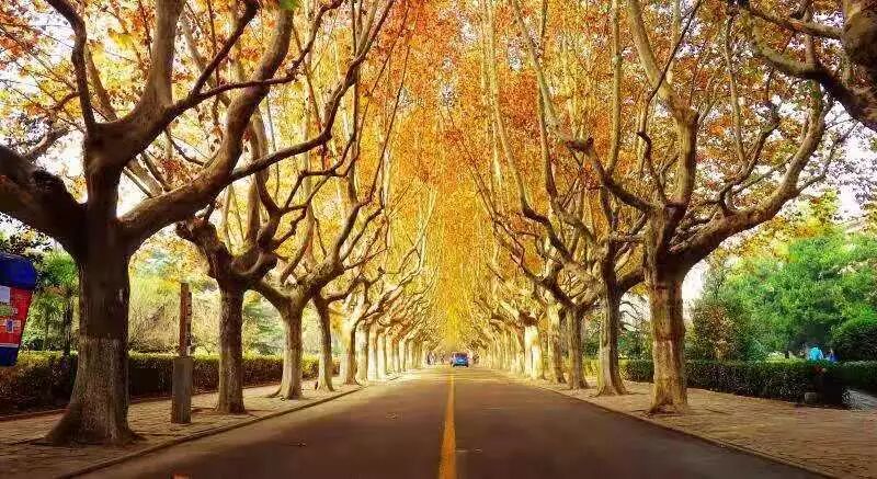 2020年西安交通大学MPA招生简章