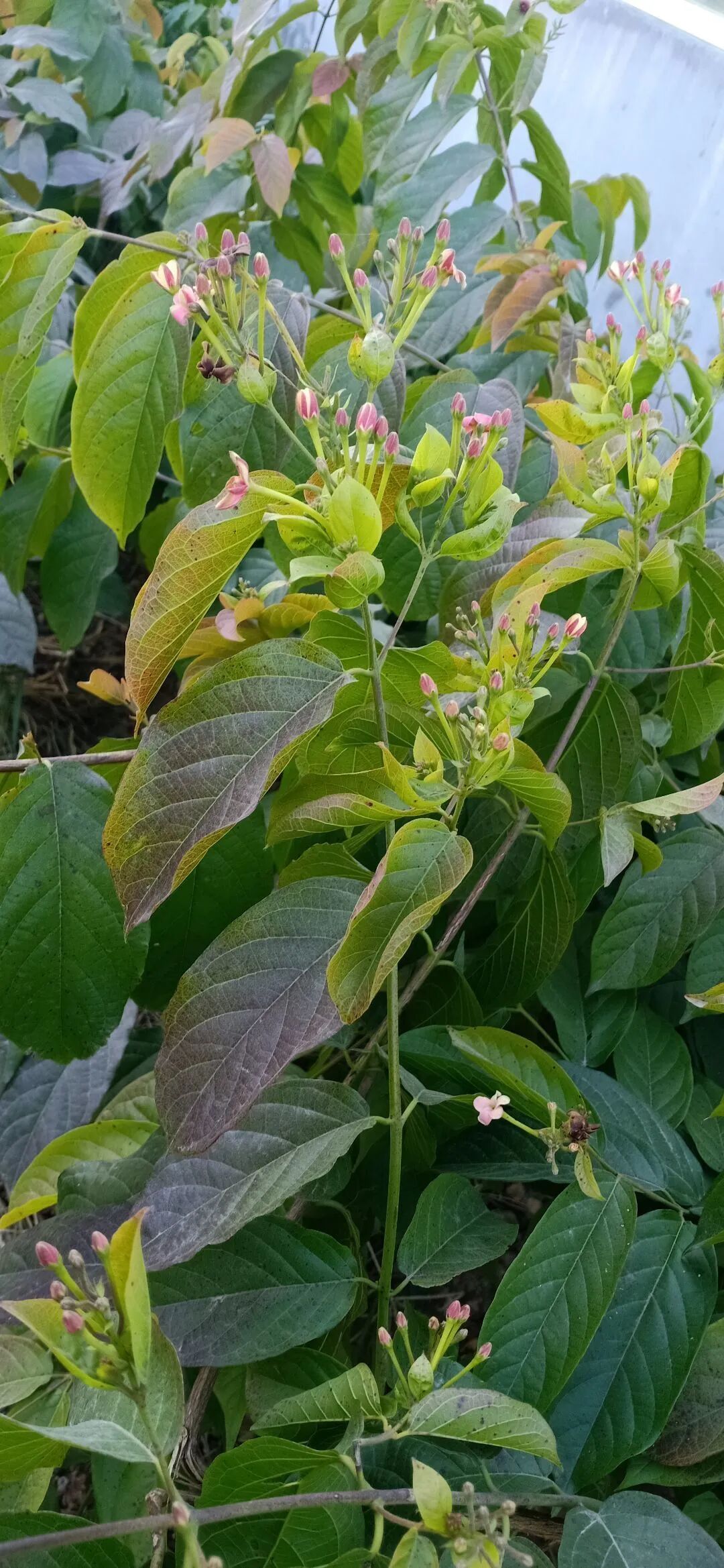 【药】悠悠药草香，情系草药园