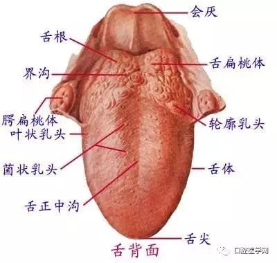 几张超清口腔解剖图附加牙齿记忆口诀