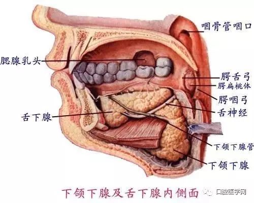 几张超清口腔解剖图附加牙齿记忆口诀