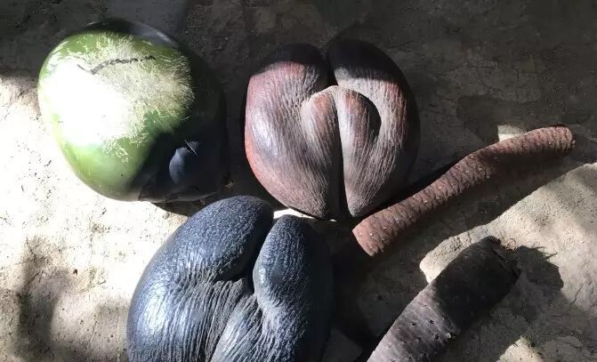 塞舌尔让人脸红心跳的国宝海椰子