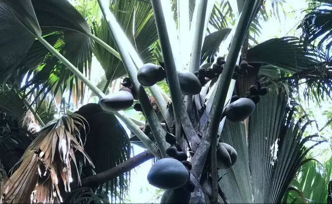 塞舌尔让人脸红心跳的国宝海椰子