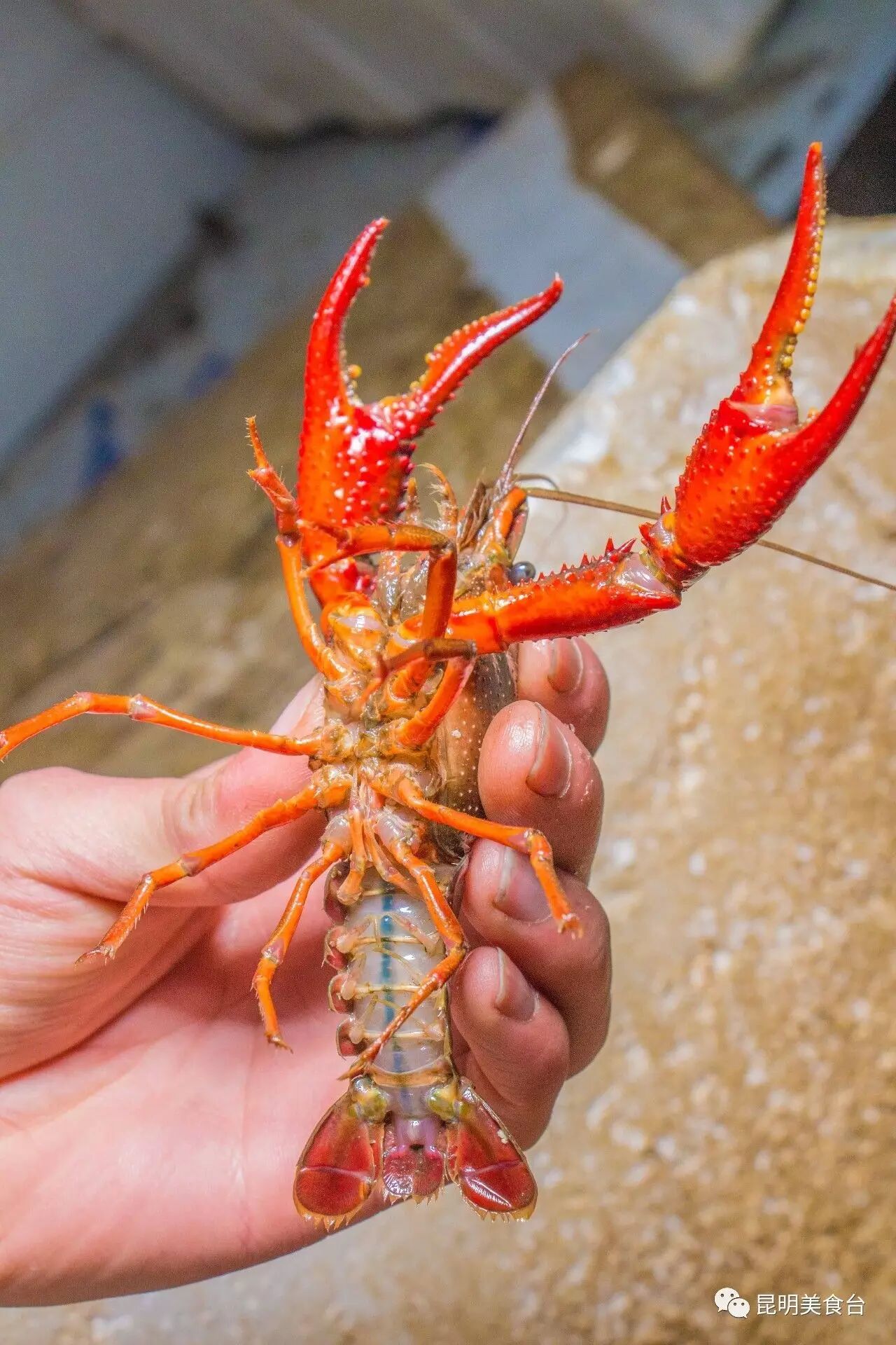 昆明这家帝都口味的小龙虾,汤汁拌面能甩三碗