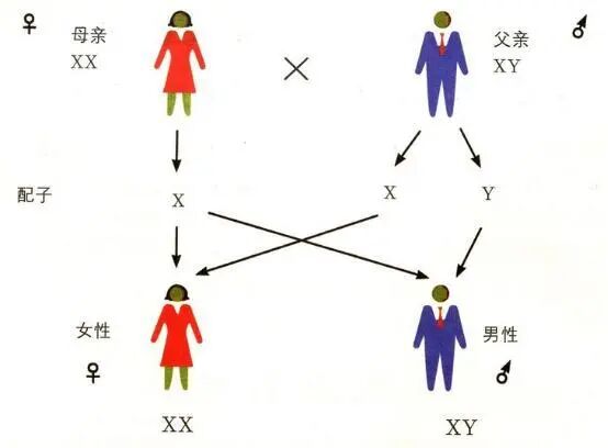 染色体试管婴儿_9号染色体倒位必须做试管吗_试管染色体检查结果解读
