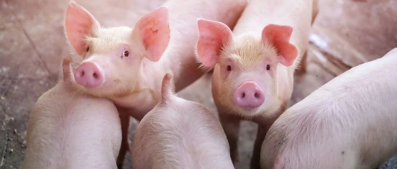 猪肉价格5周涨近40%！市场拐点仍未到来？