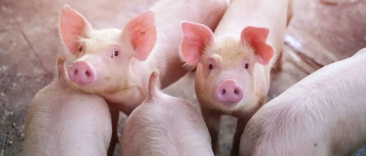 现在养一头猪赚近2000块！可2年后猪肉将跌破10元，甚至4-5块？