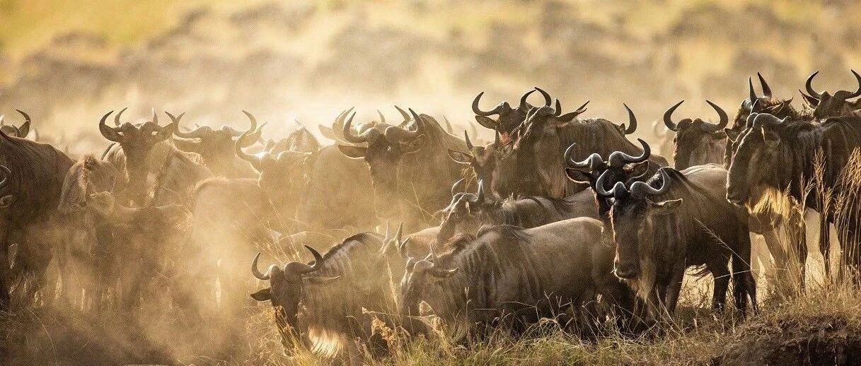 央行谈PPI将回落、四季度流动性基本平衡，周期还有机会吗？