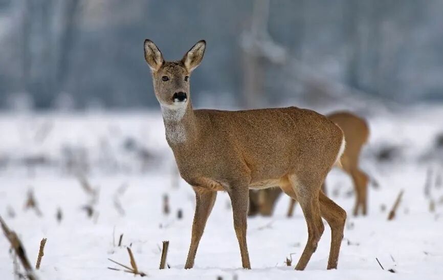 公益诉讼守护"东北神兽" 绘就生物多样性之美_吉林省东丰县人民检察院