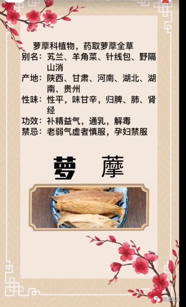 民间药草园～萝藦（葫芦瓢子）