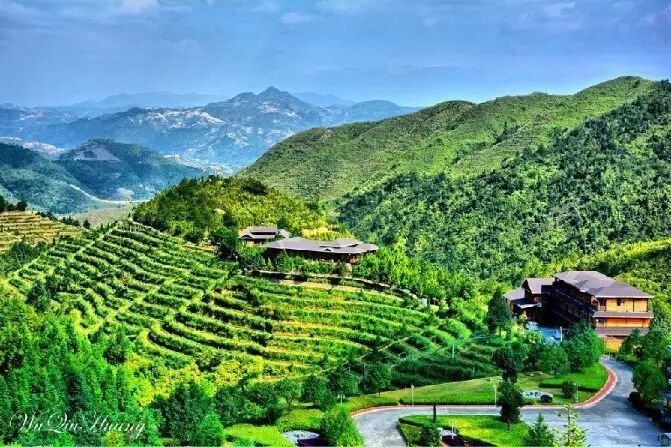 多图| 安溪华祥苑生态茶庄园实景赏析